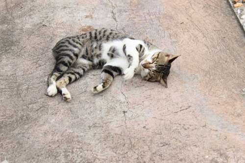 Cat Pet Cute Floor Sleeping Lying