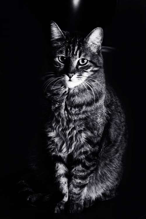 Cat Animals Feline Black White