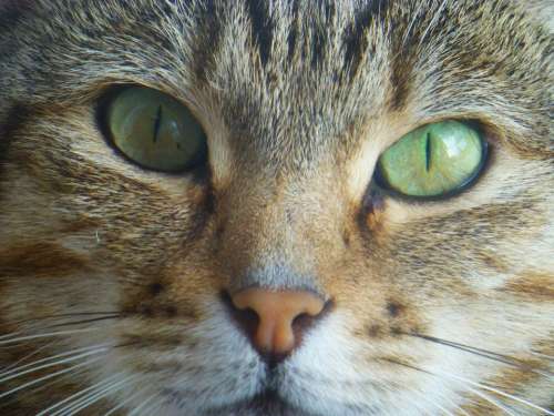 Cat Face Green Eyes