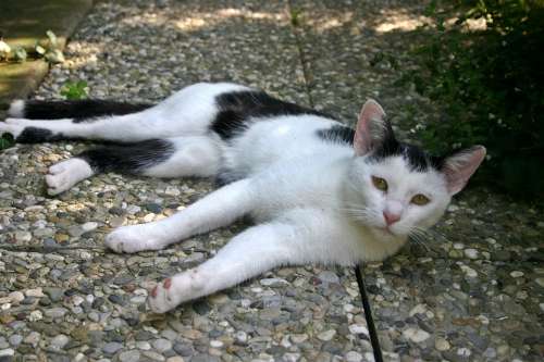 Cat Young Domestic Cat Animal Pet Black And White