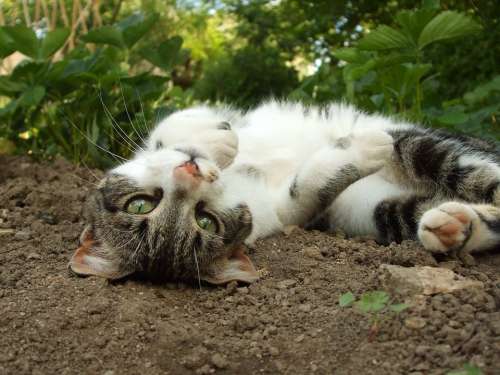 Cat Cats Young Playful Roles Garden Pet