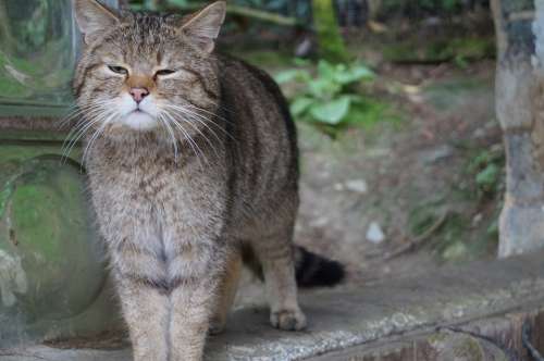Cat Whiskers Domestic Cat Pet Animal Cat Face