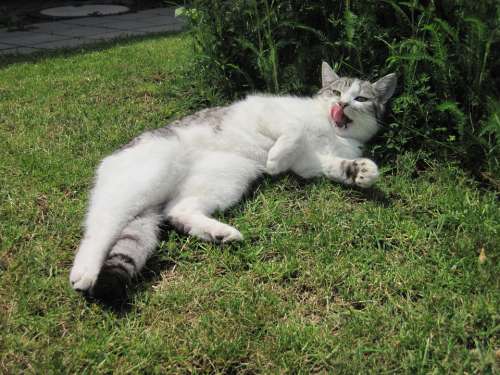 Cat Tongue Sun Relaxed Domestic Cat Mackerel