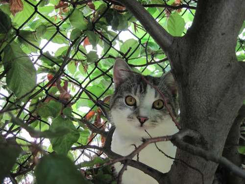 Cat Curious Attention Domestic Cat Outdoor Hidden