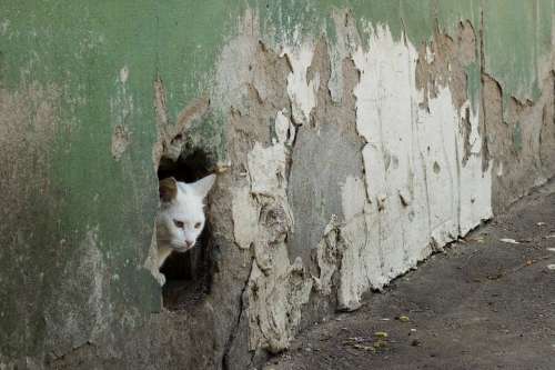 Cat Wall Hole Surprise Old Ruin