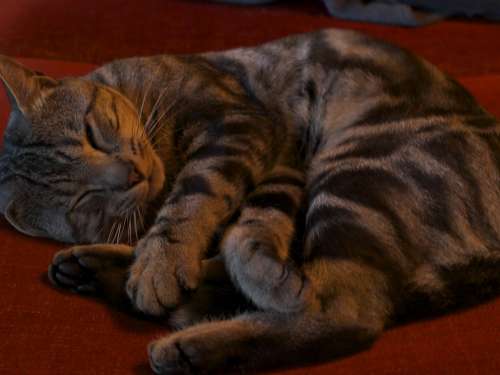 Cat Sleep Ball Grey Elongate Gutter Sleeps