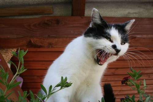 Cat Pet Upset Angry Roar Meow