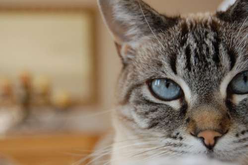 Cat Blue Eyes Lynx Point Siamese Feline Eye Gray