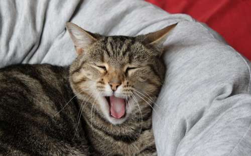 Cat Basket Yawn Cat Face