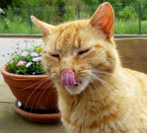 Cat Cats Pet Licking