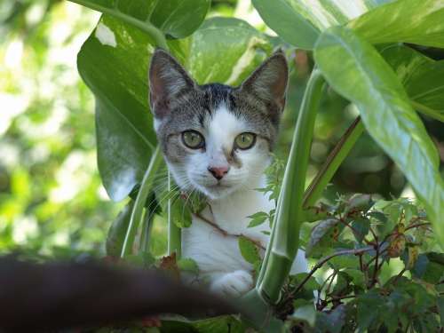 Cat Kitten Cute Weeds Green Animal Pet Feline