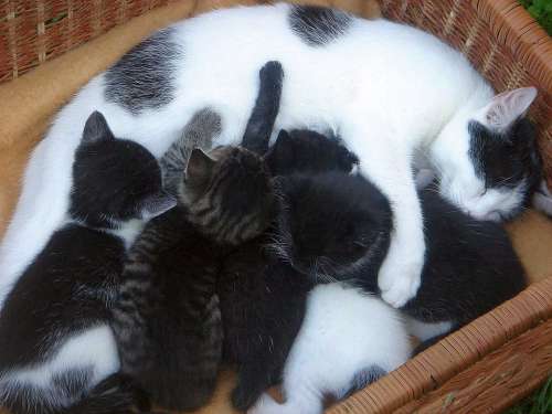 Cat Momma Feeding Love Charge