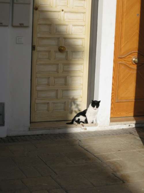 Cat Shadow Door