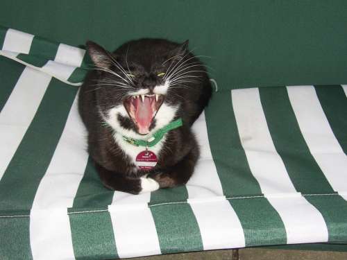 Cat Animal Yawn Pet