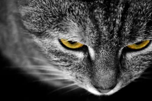 Cat Animals Macro Detail Eye Eyes Yellow