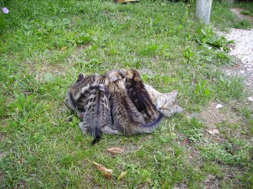 Cat Family Cat Kitten Mammals Pet Babies