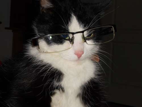 Cat With Glasses Cat Crafty Cat