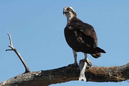 Catch Its Limb Perches An Osprey Birds Animals