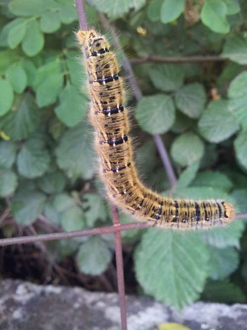 Caterpillar Nature Insect