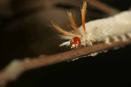 Caterpillar Fuzzy Wooly Worm White Orange Macro