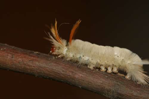 Caterpillar Fuzzy Wooly Worm White Orange Macro