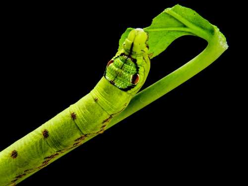 Caterpillar Yellow Green Gluttonous Close Up