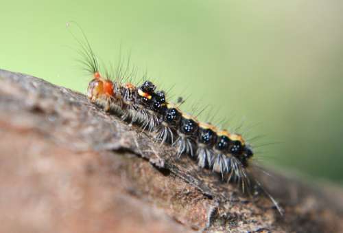 Caterpillar Leaf Pest Damage Animal Nature Green