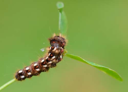 Caterpillar Insects Nature Background Green Life
