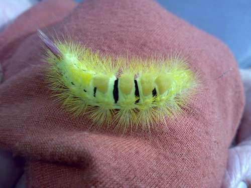 Caterpillar Prickly Hairy Close Up Animal