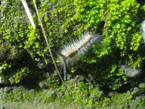 Caterpillar Feather Hump Stone Moss