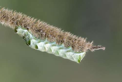 Caterpillar Insects Nature Background Green Life