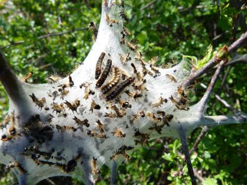 Caterpillar Insects Nest Nature Urticant