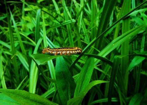Caterpillar At Grass Green Nature Green Grass