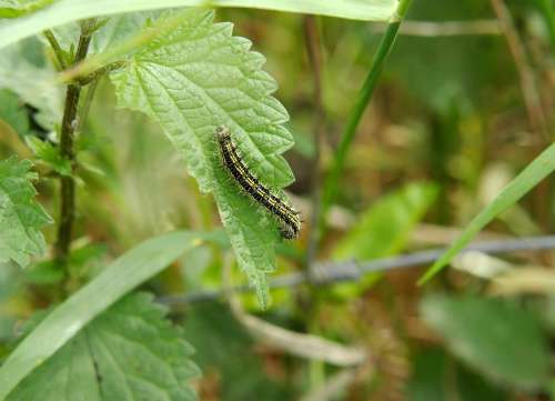 Caterpillar Stinging Nettle Hairy Butterfly