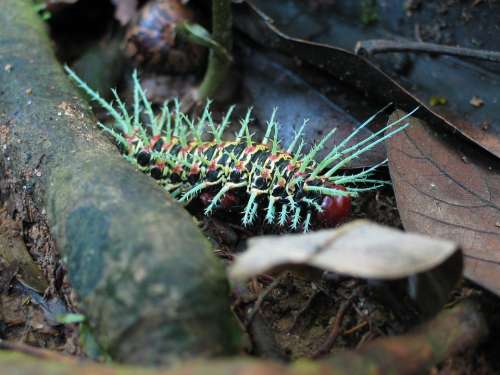 Caterpillar Jungle Amazon Animal Insect Nature