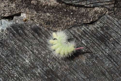 Caterpillar Nature Stone Insect Hairy Hair Wooly