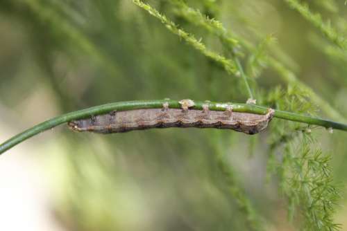 Caterpillar Insect Animal Green Plant Nature Leaf