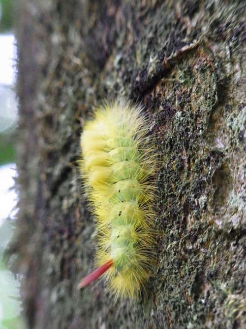 Caterpillar Book Streckfußes Calliteara Pudibunda