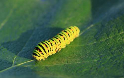 Caterpillar Green Leaf Lepidoptera Papilionidae