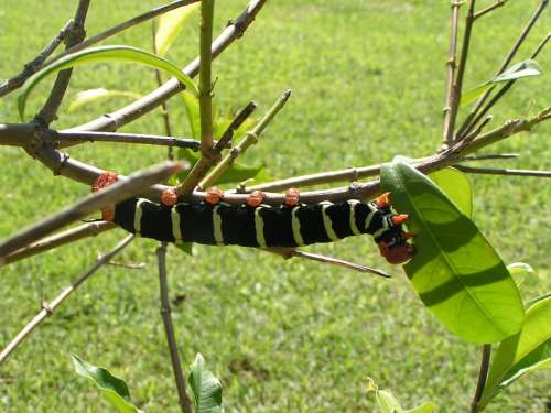 Caterpillar Nature Garden