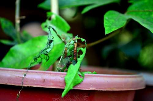 Caterpillars Eating Leaves Pest Larva Insects