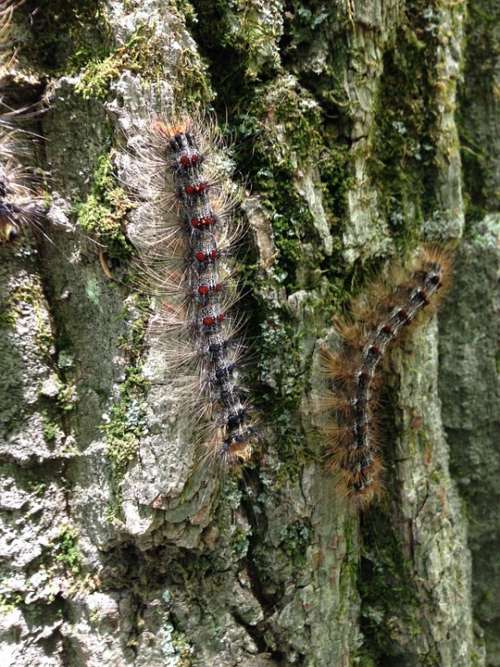 Caterpillars Bugs Insects Pest Nature Wildlife