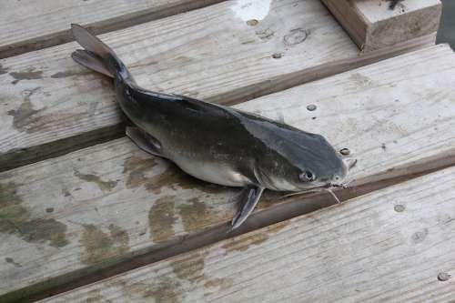 Catfish Fishing Fish Animal Captured