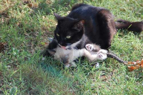 Cats Mom Cat And Her Calf Animal Tenderness Animals