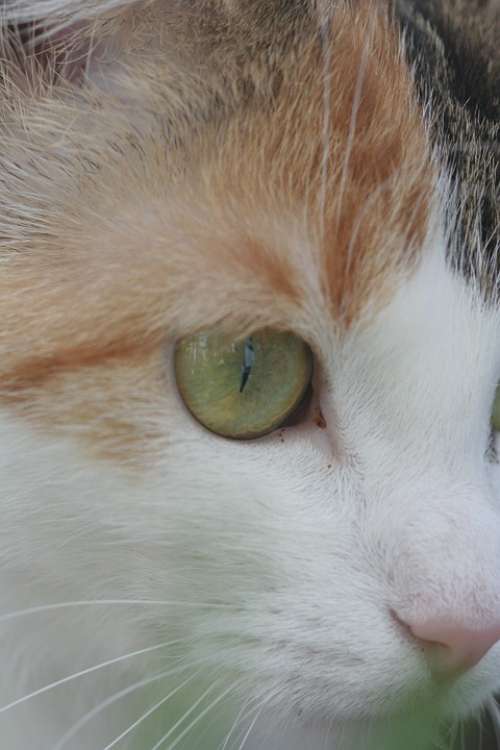 Cat'S Eye Cat Animal Cat Face Head Eye Face