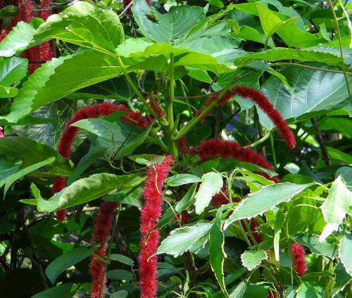 Cat'S Tail Red Hot Cat Tail Chenille Plant Shibjhul