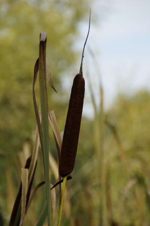 Cattail Rush Reed Lake Reeds