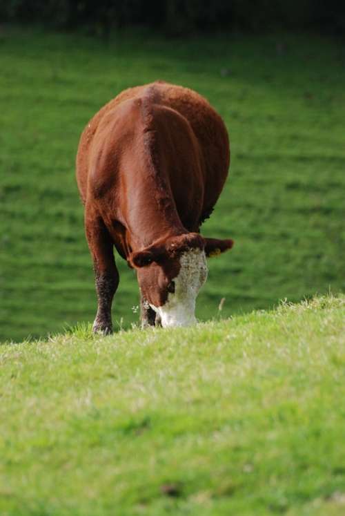 Cattle Cow Farm Animal Devon Grazing
