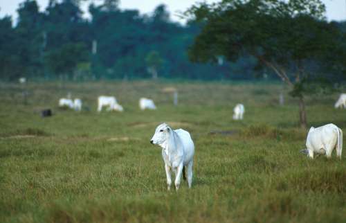 Cattle Beef Nelore Calves Cows Animals Fauna
