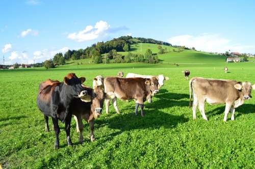 Cattle Allgäu Green Grassland Flock Agriculture
